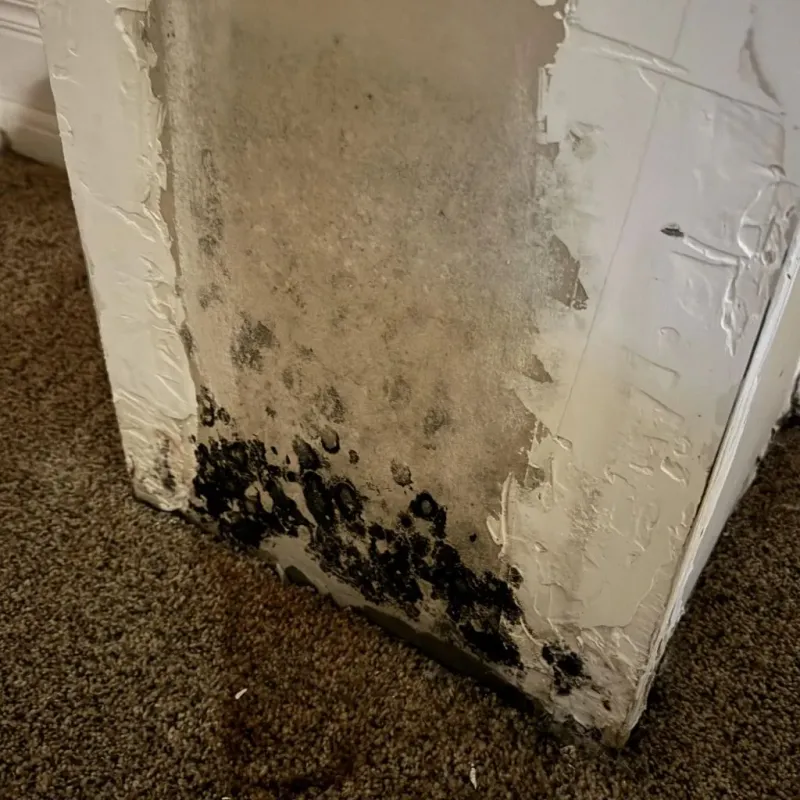 Professional Mold Removal in Sidney, IL